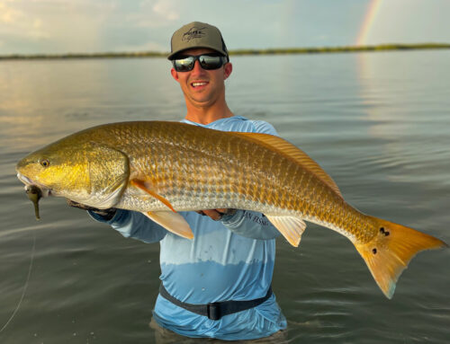 Heavy Redfish Schools